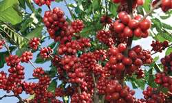 República Dominicana anuncia reabilitação de 100 mil plantas de café
