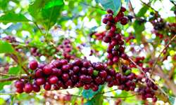 Exportações de café aumentaram cerca de 30%