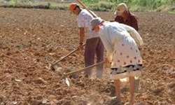 ONU pede políticas favoráveis para a agricultura familiar