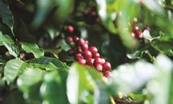 Para promover produtos locais, Etiópia visa construir parque de café