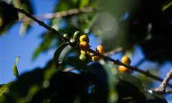 Etiópia aumenta exportação de café