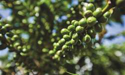 Cafeicultores do Quênia deixam de produzir por conta do alto custo de produção