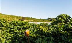 Novos plantios de café se beneficiam das chuvas, as lavouras adultas nem tanto