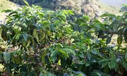 Ataque de cercosporiose derruba folhas e frutos de cafeeiros