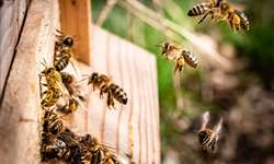 Polinização das abelhas e os benefícios para o café