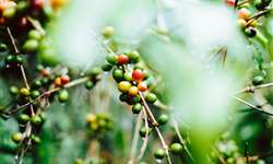 Havaí registra primeiro caso de ferrugem da folha do café em lavoura