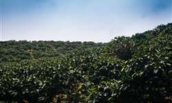 Furacões causam danos em terras de cultivo de café na Nicarágua e Honduras