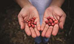 Federação Nacional dos Cafeicultores da Colômbia lança programa de renovação dos cafezais