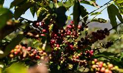 Cultura intercalar em cafezal é uma boa alternativa agronômica e econômica