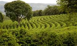 Arborizar o cafezal favorece a sustentabilidade do solo. Mas, e a produtividade?