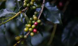 O futuro do café: Cientistas redescobrem espécie que se desenvolve em ambientes mais quentes