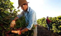 RO oferece treinamento de colheita e pós-colheita