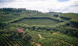 Diversidade no cultivo: Conheça as mais de 30 regiões produtoras de café no Brasil