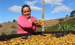 Cafeicultores da Bahia exportam 120 toneladas de café para China