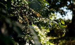 Arborização em cafezais oferece proteção contra geadas