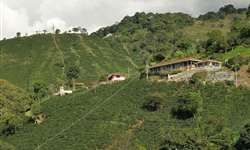 Preço interno de café segue baixo na Colômbia