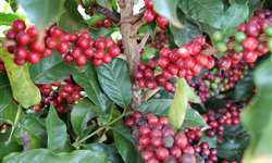Temperaturas mais baixas e solos úmidos podem favorecer a qualidade da próxima safra de café