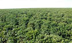 Peru planta 17 mil hectares de café resistente à ferrugem
