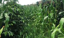Cultivo exagerado de milho nas lavouras de café de montanha