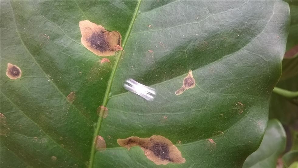 Figura 2. Crisálida e larva do bicho-mineiro nas folhas de cafeeiro