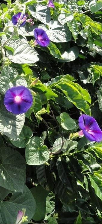 Espécies de ervas corda de viola, encontradas comumente em cafezais, com suas belas e coloridas flores / Foto: Procafé