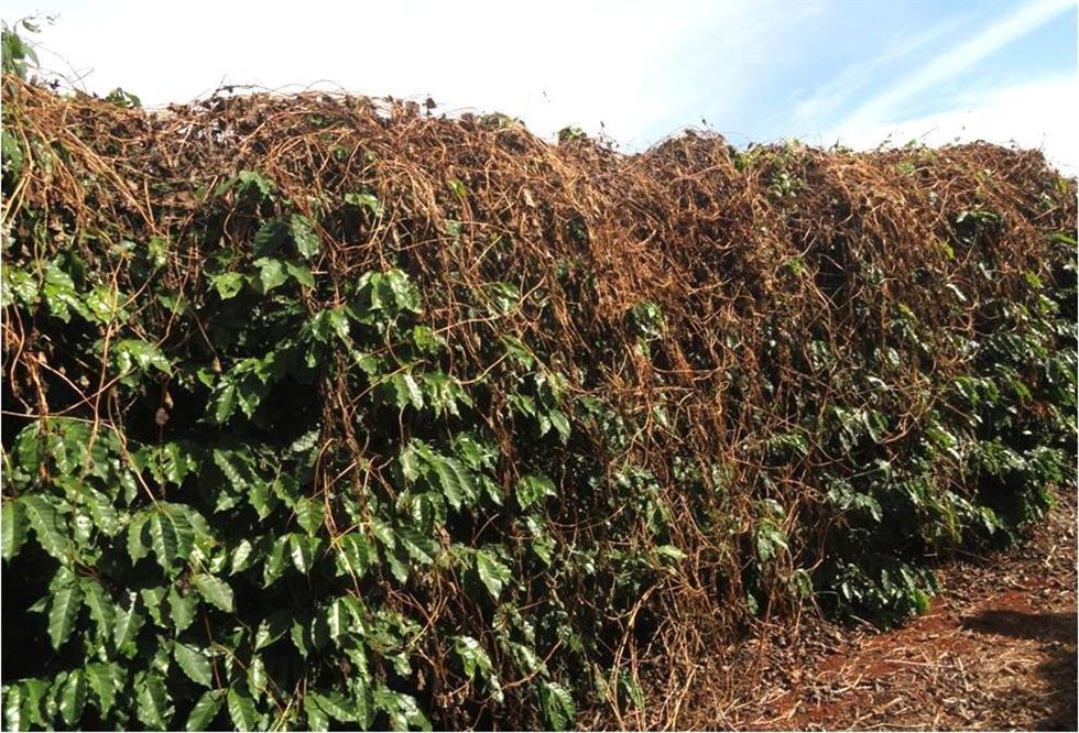 Depois de arrancadas pela raiz, as plantas de corda de viola devem ser deixadas secar sobre os cafeeiros / Foto: Procafé