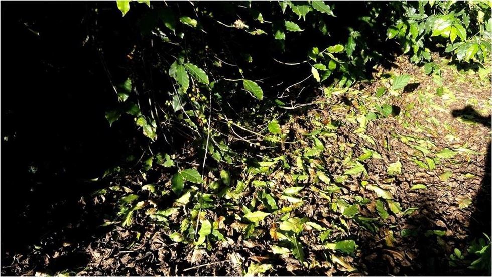 Foto: Procafé / Frutos e folhas no chão após chuva no Sul de Minas