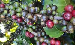 Frutos verdes de café são mais sensíveis ao frio