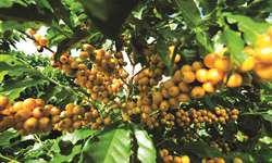 Alta capacidade produtiva da cultivar de cafeeiros arara