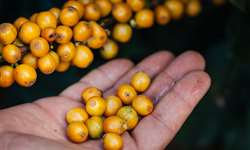 Epamig apresenta resultados da cultivar de café MGS Paraíso 2 na Zona da Mata Mineira