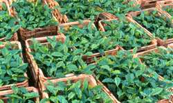 Início das vendas de sementes de café da Epamig para formação de mudas