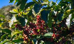 Estudo do Rabobank destaca maturação irregular na colheita de café