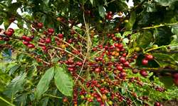 Colômbia relata queda na produção de café arábica em junho