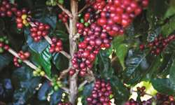 Oferta, demanda e impactos dos custos de fertilizantes na produção de café