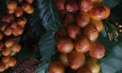 Lesões em frutos de cafeeiros: É preciso identificar bem para saber a causa