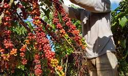 Colheita de café canéfora da safra 2022/2023 está próxima do fim em Rondônia e Espírito Santo