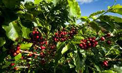Empresas avaliam implantação de ferrovia para exportação de café em Poços de Caldas