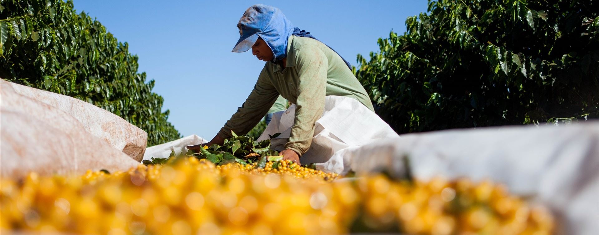 Técnicos da Conab coletam dados para 3º Levantamento da Safra de Café 2022