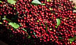 Colheita de café arábica da safra 2022/2023 avança nas lavouras brasileiras