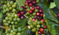 Embrapa realiza curso sobre produção de cafés Robustas Amazônicos para técnicos em cafeicultura