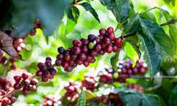 Consultoria aponta que comercialização de café da safra atual alcança 45%