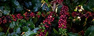 Paraná registra queda na área de cultivo de café nos últimos dez anos