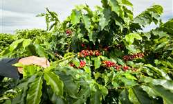 Cooxupé atinge 79% da colheita do café arábica nas regiões de atuação