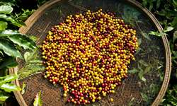 Mercado futuro do café arábica inicia semana com ajustes técnicos
