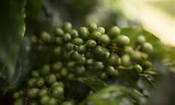 Safras & Mercado aponta para safra brasileira de café 2022 abaixo do previsto