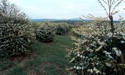 Irrigação localizada assegura florada em regiões produtoras de café