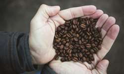 Mercado de café encontra suporte nas preocupações com oferta mais restrita