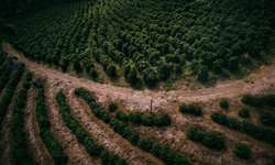 Solução da Mosaic Fertilizantes resulta em incrementos médios de até 3,3 sacas de café por hectare