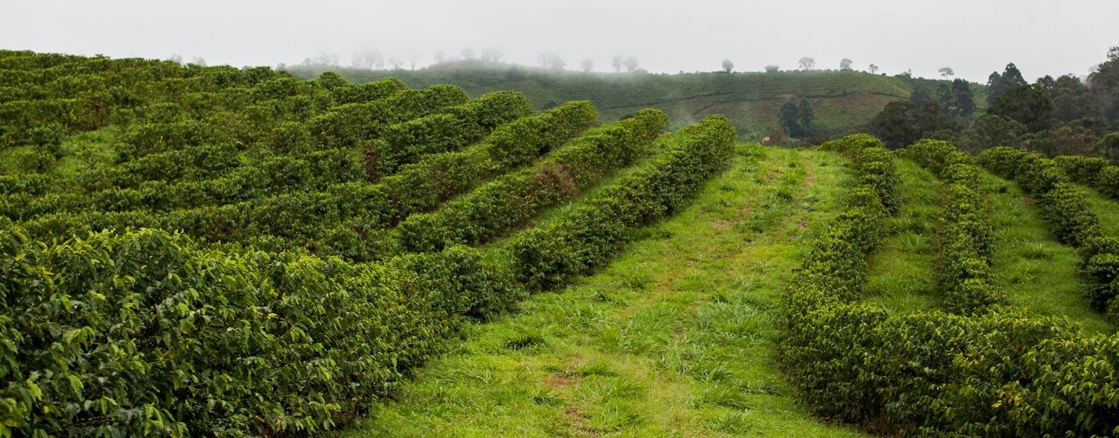 Desfolha, retirada de frutos e poda antecipada na seca de ponteiros de ramos laterais de cafeeiros
