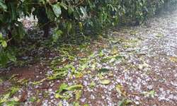 13 mil hectares de café foram atingidos pelas chuvas de granizo em Minas Gerais